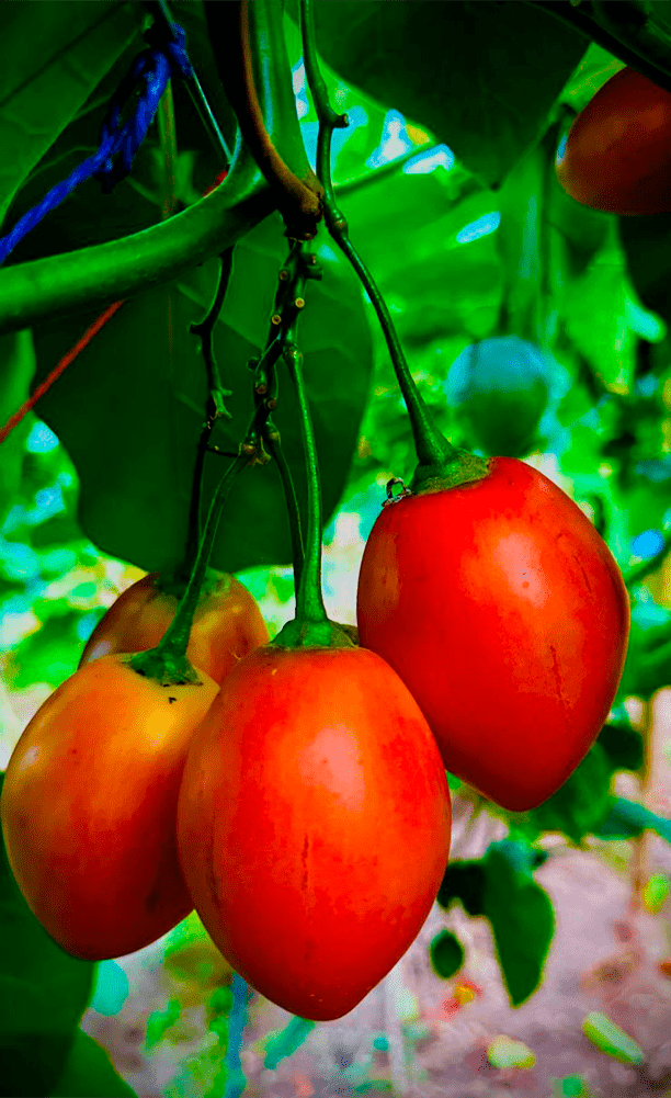 TOMATE DE A 1-min