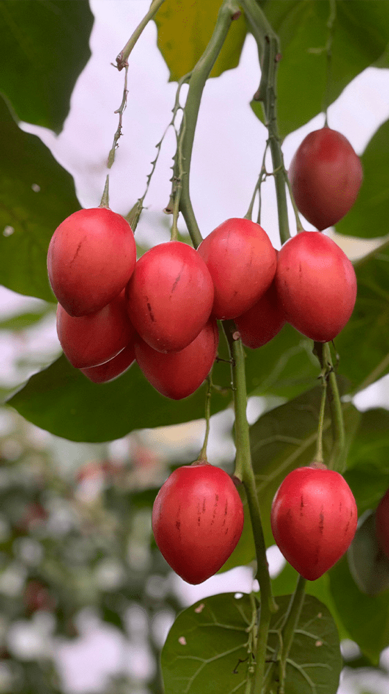 TOMATE DE ARBOL 2-min