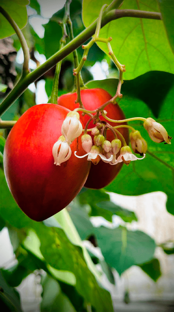 TOMATE DE ARBOL 3-min